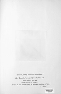 Drepanopeziza castagnei image